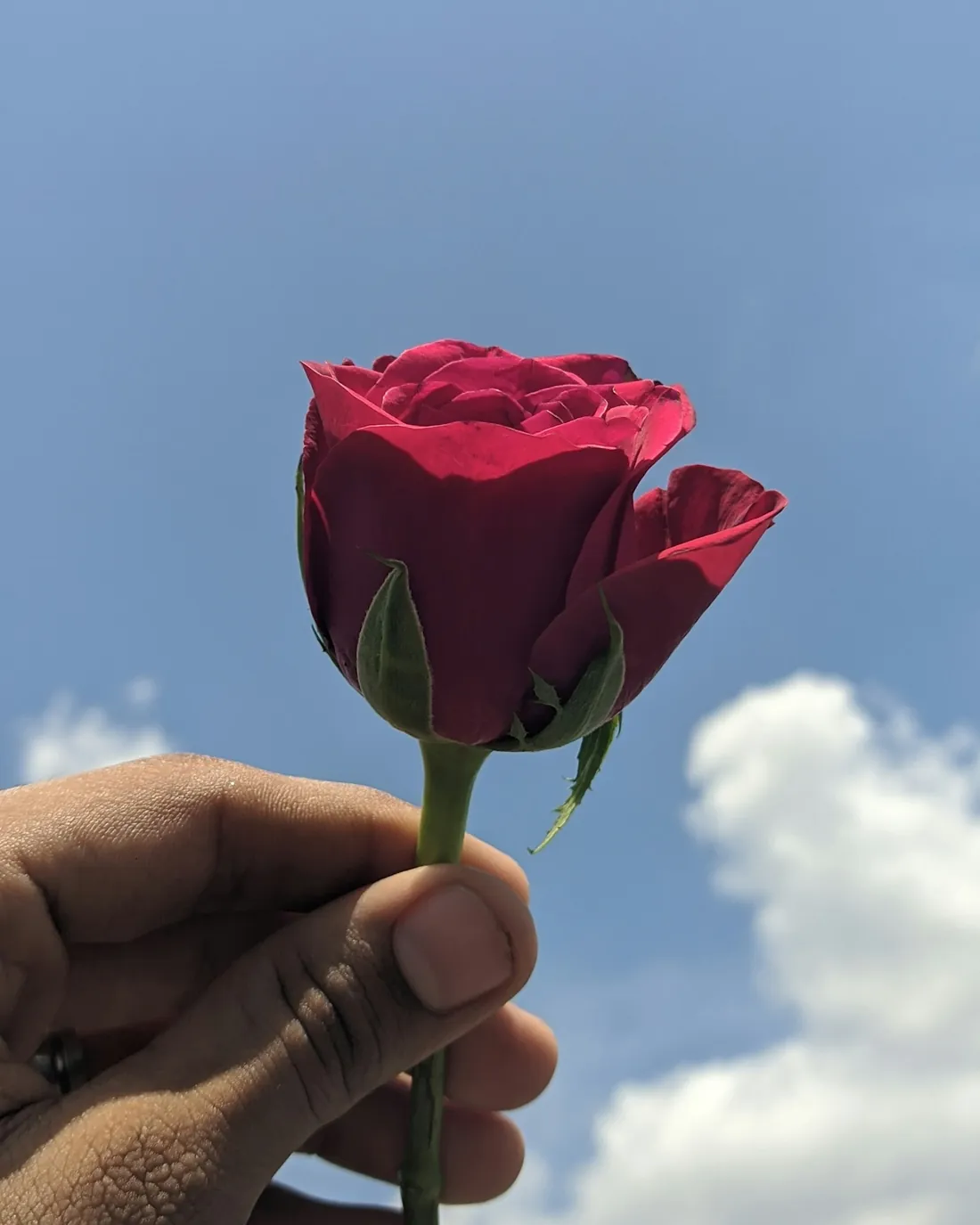 Eine Hand hält eine rote Rose